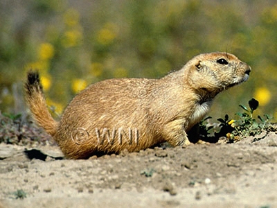 Cynomys ludovicianus
